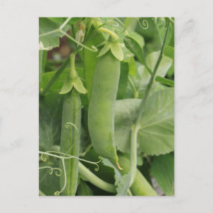 Kleine Erbsen des Sommers Postkarte