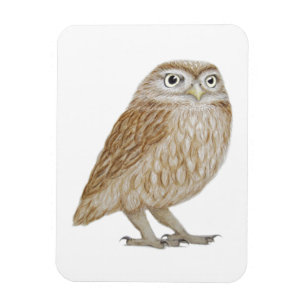 Kleine Eule 2011 Magnet