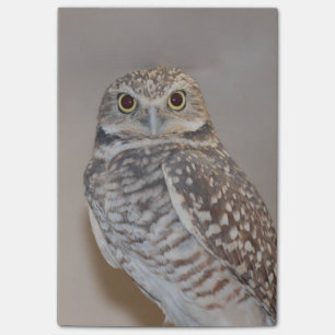 Kleine Eule Post-it Klebezettel