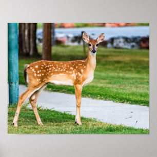 Kleine Fauna Poster