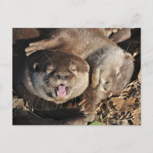 Kleine, gekalkte Otter-Postkarte Postkarte
