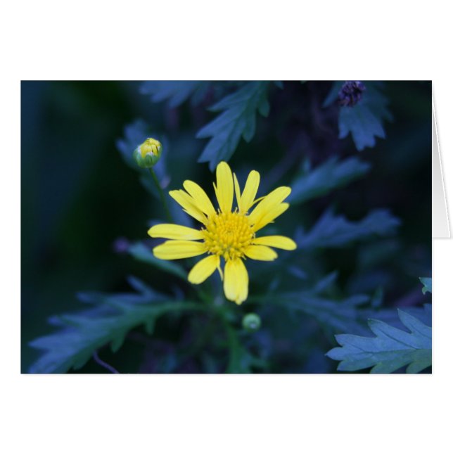 kleine gelbe Blume (Vorderseite (Horizontal))