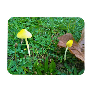 Kleine gelbe Pilze Magnet