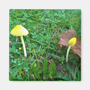 Kleine gelbe Pilze Magnet