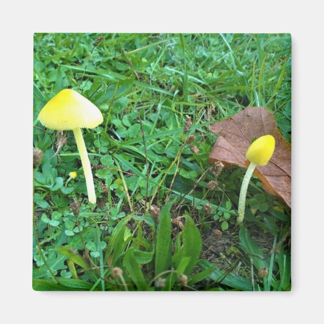 Kleine gelbe Pilze Magnet (Vorne)