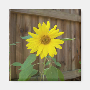 kleine gelbe Sonnenblume gegen einen braunen Zaun Magnet