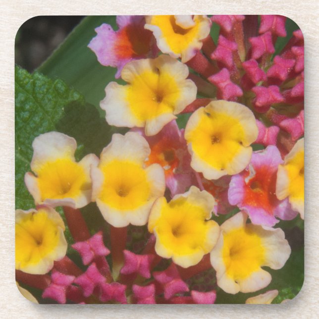 Kleine, gelbe tropische Blume mit rosafarbenen Bud Untersetzer (Vorderseite)