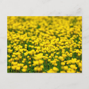 Kleine gelbe wilde Blumen Feld Wiesen Butterblume Postkarte