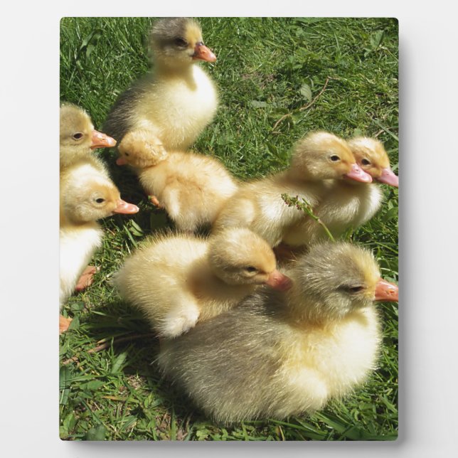 Kleine Goslings Fotoplatte (Vorderseite)