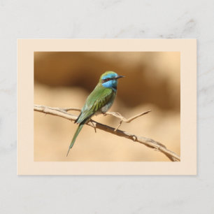 Kleine grüne Bienenfresser Postkarte