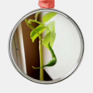 Kleine grüne Bohnen-Hülse Silbernes Ornament