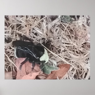 Kleine Hummel im trockenen Gras Poster