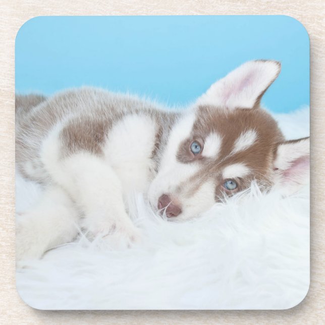 Kleine Husky-Welpe, die auf der Decke spielt Getränkeuntersetzer (Vorderseite)