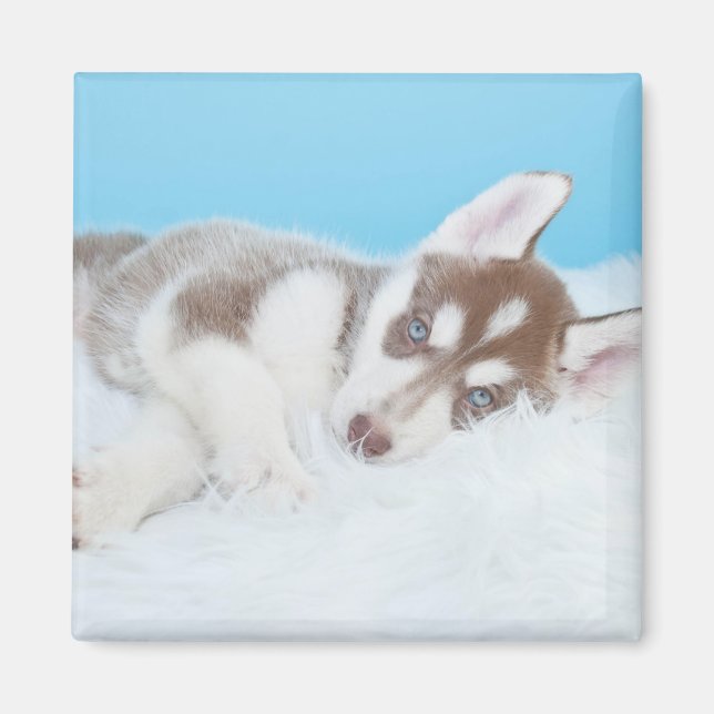 Kleine Husky-Welpe, die auf der Decke spielt Magnet (Vorne)