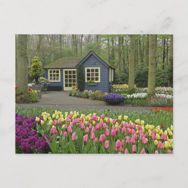 Kleine Hütte Blume, Keukenhof Gardens, Postkarte (Vorderseite)