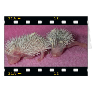 Kleine Igel-Babys