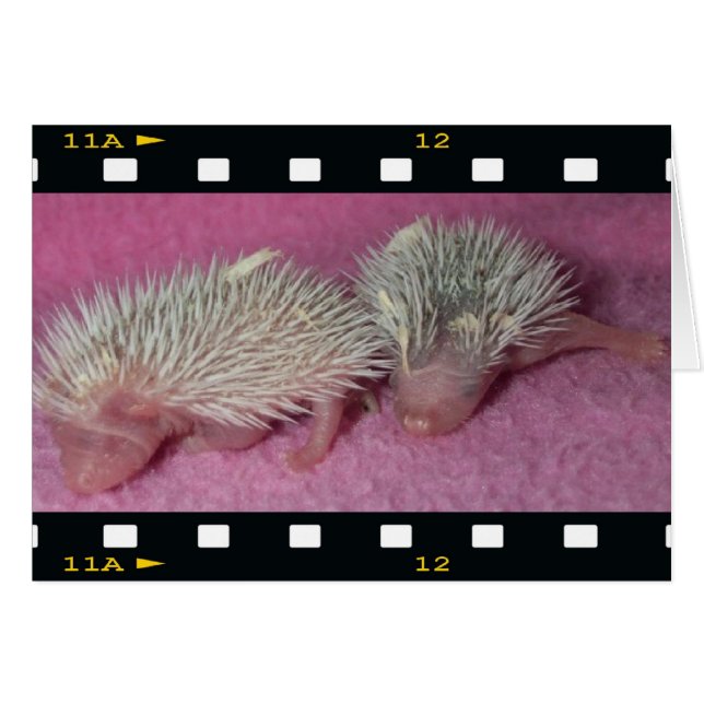 Kleine Igel-Babys (Vorderseite (Horizontal))