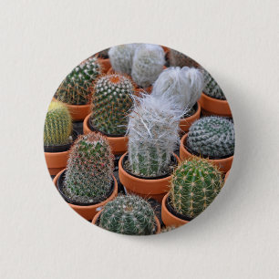 Kleine Kakteen-Pflanze Button