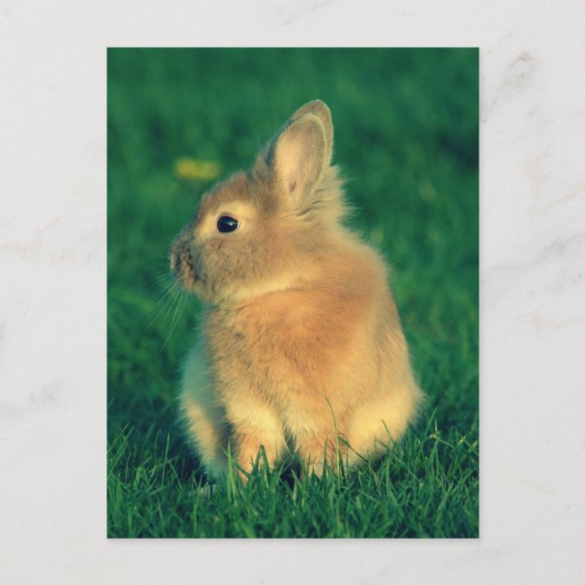 Kleine Kaninchen Postkarte (Vorderseite)