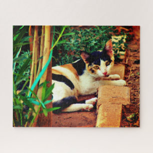 Kleine Katze