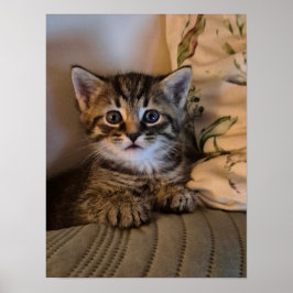 Kleine Katze Poster