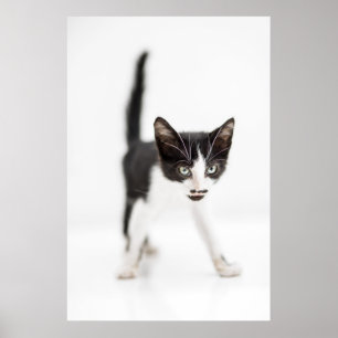 Kleine Katze Poster