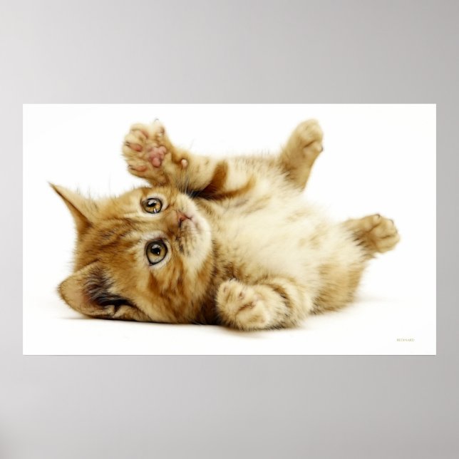 KLEINE KATZE POSTER (Vorne)