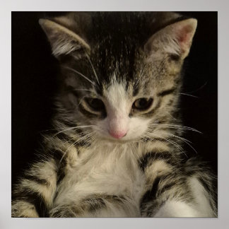 Kleine Katze Poster