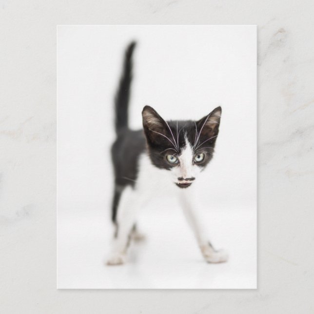 Kleine Katze Postkarte (Vorderseite)
