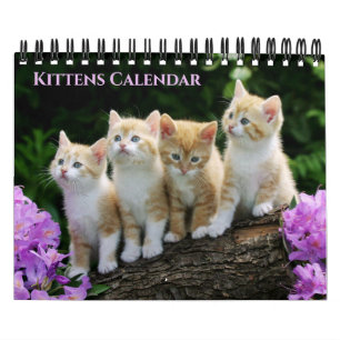 Kleine Katzenkalender Kalender
