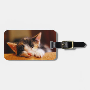 Kleine Kitesurf Gepäckanhänger