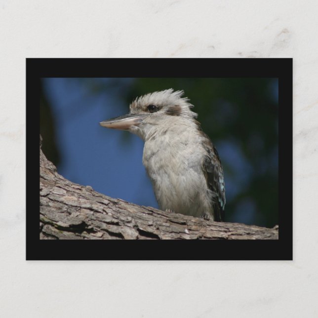 Kleine Kookaburra Postkarte (Vorderseite)