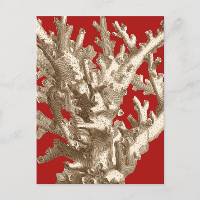 Kleine Koralle in Rot Postkarte (Vorderseite)
