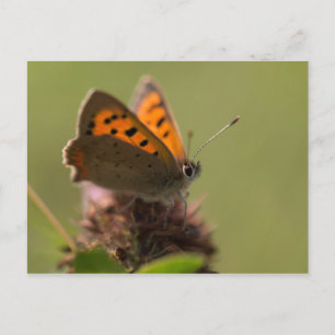 Kleine Kupfer-Schmetterling Postkarte