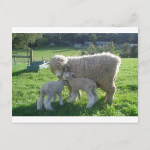 KLEINE LAMB POSTKARTE