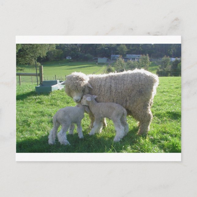 KLEINE LAMB POSTKARTE (Vorderseite)