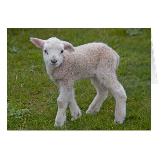 Kleine Lamm-Karte (Vorderseite (Horizontal))