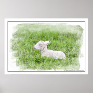Kleine Lamm-Wasserfarbe-photographischer Druck Poster
