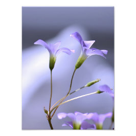 Kleine Lavender-Blume Fotodruck