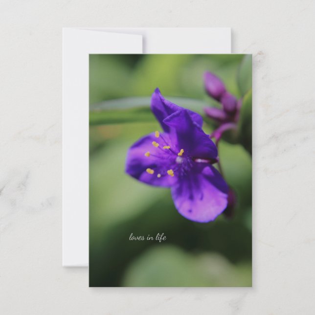 Kleine Lila Blume nah Mitteilungskarte (Vorderseite)