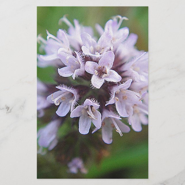 Kleine lila Blüten (Vorderseite)