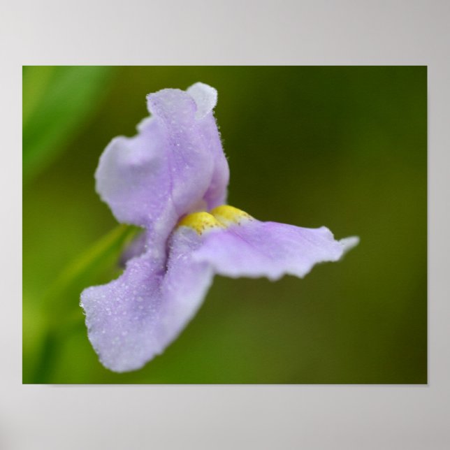 Kleine Lila Orchid-Blume Poster (Vorne)
