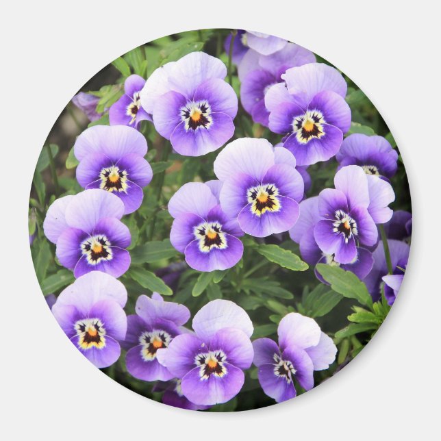Kleine Lila Stiefmütterchen Magnet (Vorne)