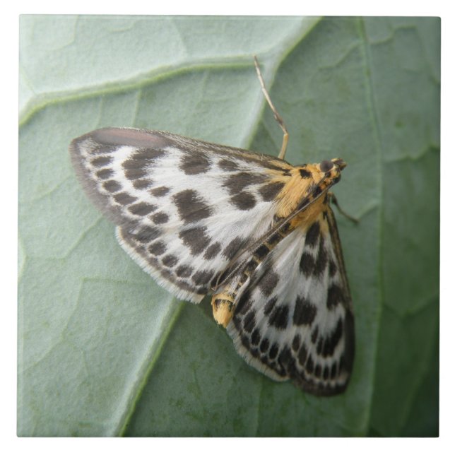 Kleine Magpie Moth Tile Fliese (Vorderseite)