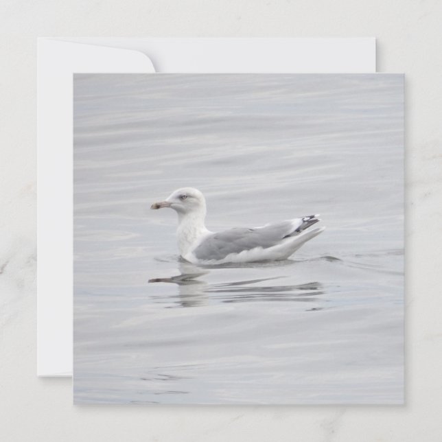 Kleine Möwe (Vorderseite)