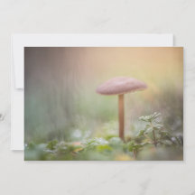 Kleine Mushroom-Fotokarte