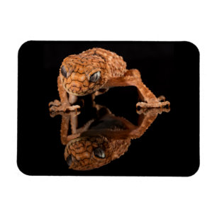 Kleine Niedliche Lizard Reptil mit Reflektion Magnet
