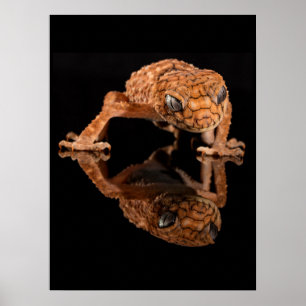 Kleine Niedliche Lizard Reptilien mit Reflektion Poster