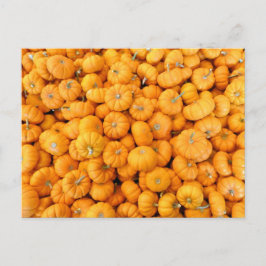 Kleine Orange Fall Harvest Pumpkins Postkarte