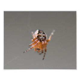Kleine Orange Niedlich Spider Fotodruck